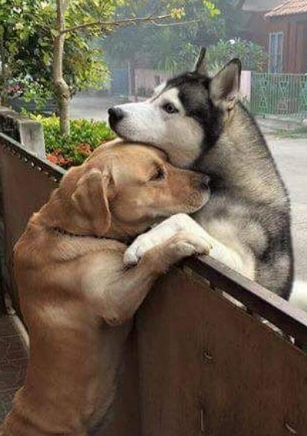 Aww! Dog goes across the street to hug his best friend over the fence - picture 2