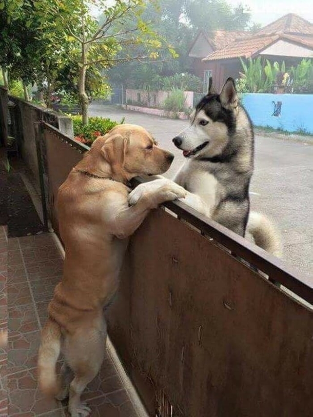 Aww! Dog goes across the street to hug his best friend over the fence - picture 3