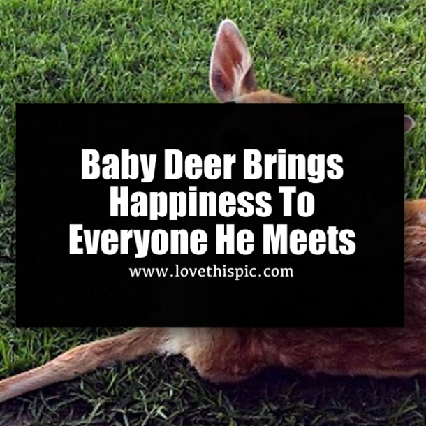 Baby Deer Brings Happiness To Everyone He Meets