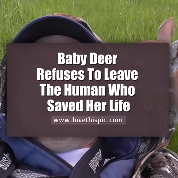 Baby Deer Refuses To Leave The Human Who Saved Her Life