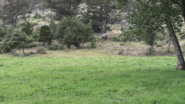 Baby Deer Refuses To Leave The Human Who Saved Her Life - picture 11