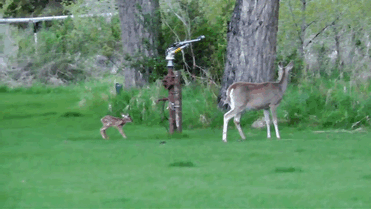 Baby Deer Refuses To Leave The Human Who Saved Her Life - picture 3