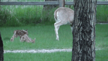 Baby Deer Refuses To Leave The Human Who Saved Her Life - picture 4