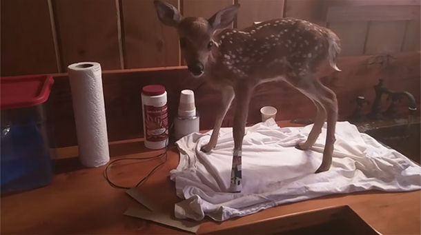 Baby Deer Refuses To Leave The Human Who Saved Her Life - picture 6