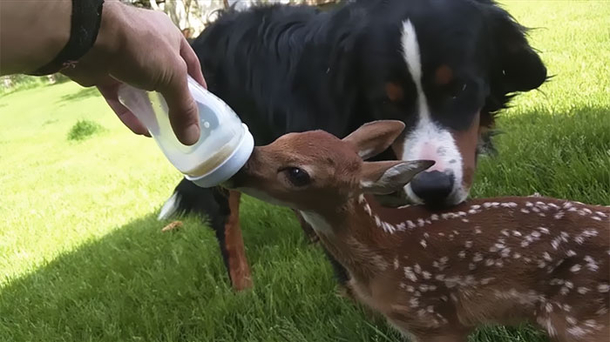 Baby Deer Refuses To Leave The Human Who Saved Her Life - picture 7