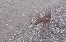 Baby Deer Refuses To Leave The Human Who Saved Her Life - picture 8