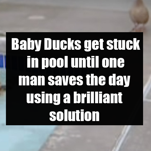 Baby Ducks get stuck in pool until one man saves the day using a brilliant solution