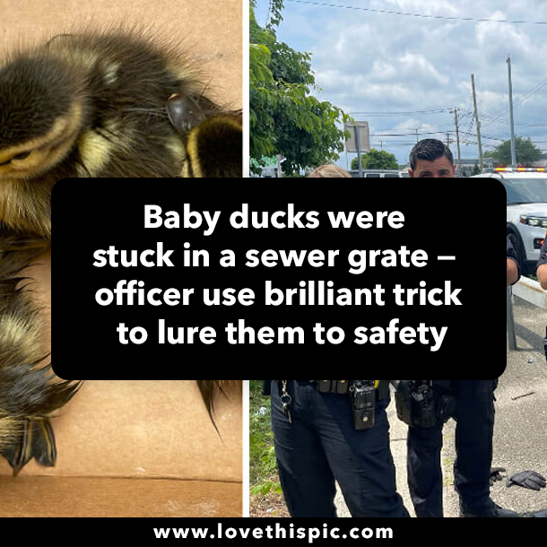 Baby ducks were stuck in a sewer grate — officer use brilliant trick to lure them to safety