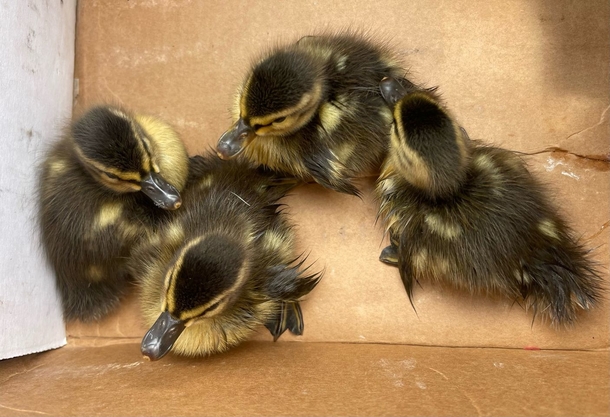 Baby ducks were stuck in a sewer grate — officer use brilliant trick to lure them to safety - picture 3