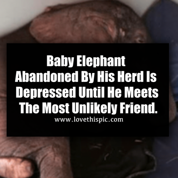 Baby Elephant Abandoned By His Herd Is Depressed Until He Meets The Most Unlikely Friend.