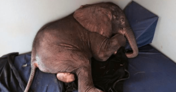 Baby Elephant Abandoned By His Herd Is Depressed Until He Meets The Most Unlikely Friend. - picture 2