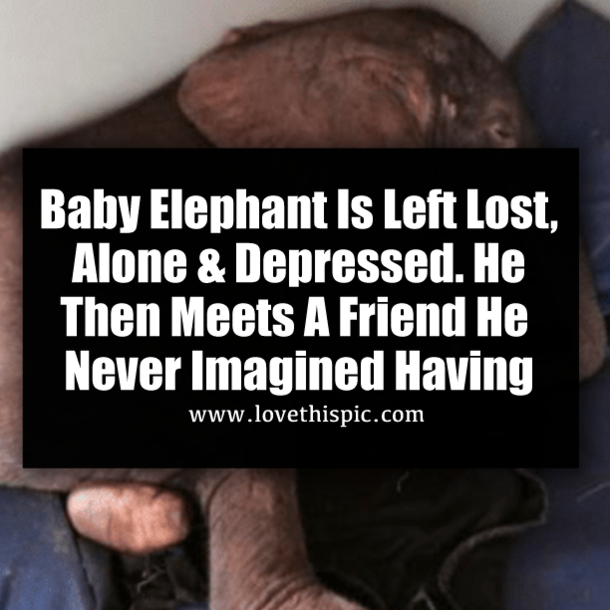 Baby Elephant Is Left Lost, Alone & Depressed. He Then Meets A Friend He Never Imagined Having