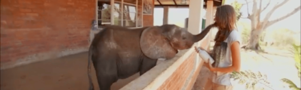Baby Elephant Is Left Lost, Alone & Depressed. He Then Meets A Friend He Never Imagined Having - picture 2