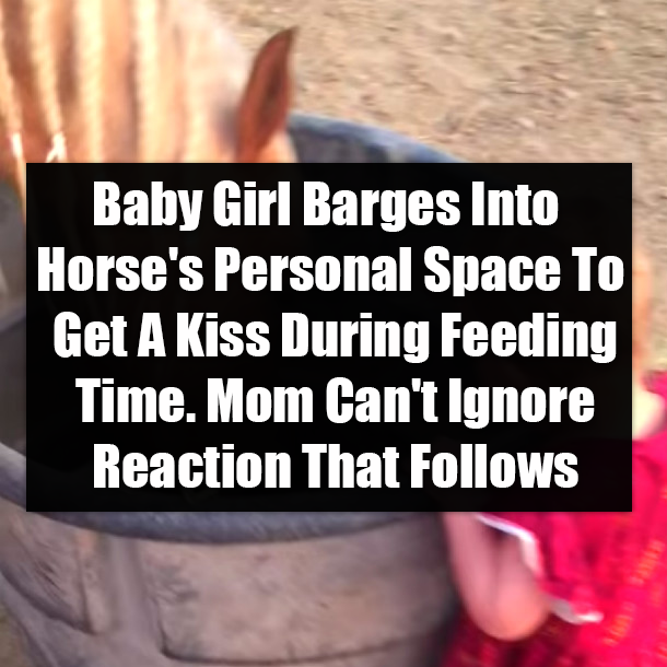 Baby Girl Barges Into Horse's Personal Space To Get A Kiss During Feeding Time. Mom Can't Ignore Reaction That Follows
