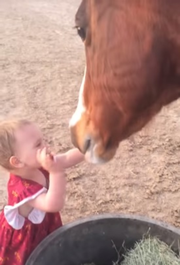 Baby Girl Barges Into Horse's Personal Space To Get A Kiss During Feeding Time. Mom Can't Ignore Reaction That Follows - picture 2