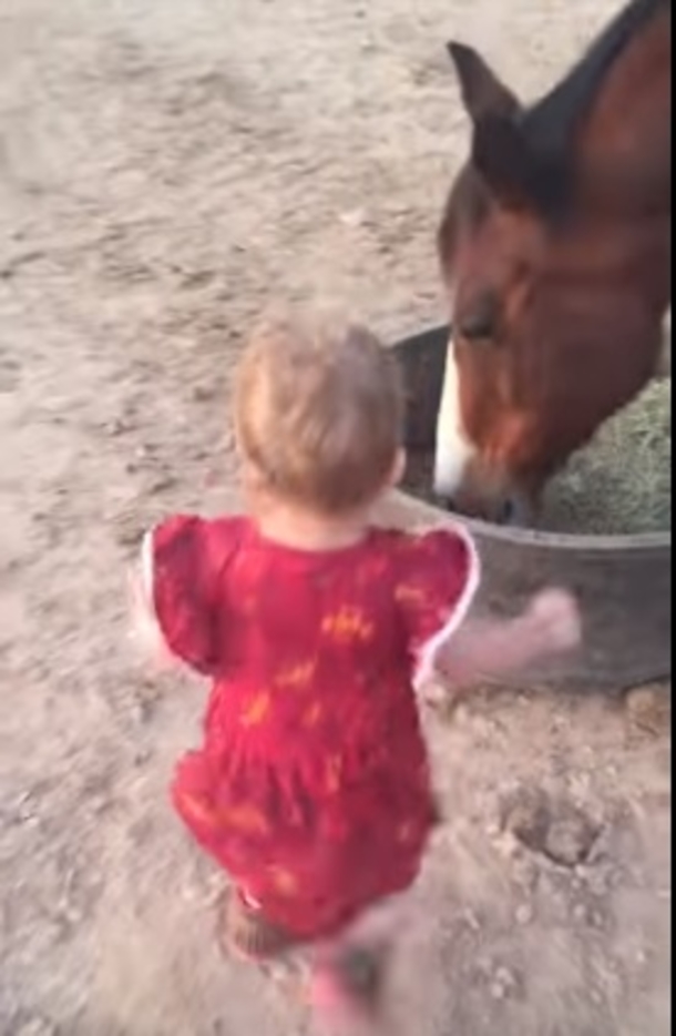 Baby Girl Barges Into Horse's Personal Space To Get A Kiss During Feeding Time. Mom Can't Ignore Reaction That Follows - picture 3
