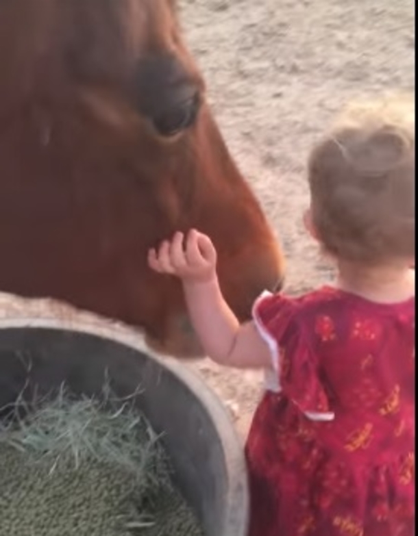 Baby Girl Barges Into Horse's Personal Space To Get A Kiss During Feeding Time. Mom Can't Ignore Reaction That Follows - picture 4