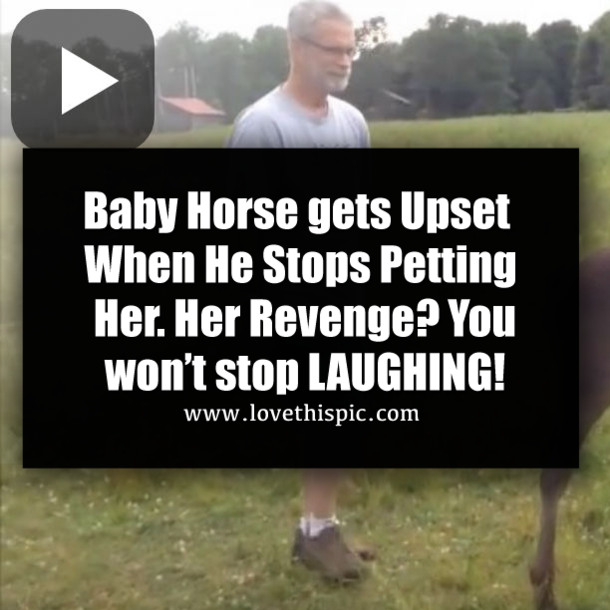 Baby Horse gets Upset When He Stops Petting Her. Her Revenge? You won’t stop LAUGHING!