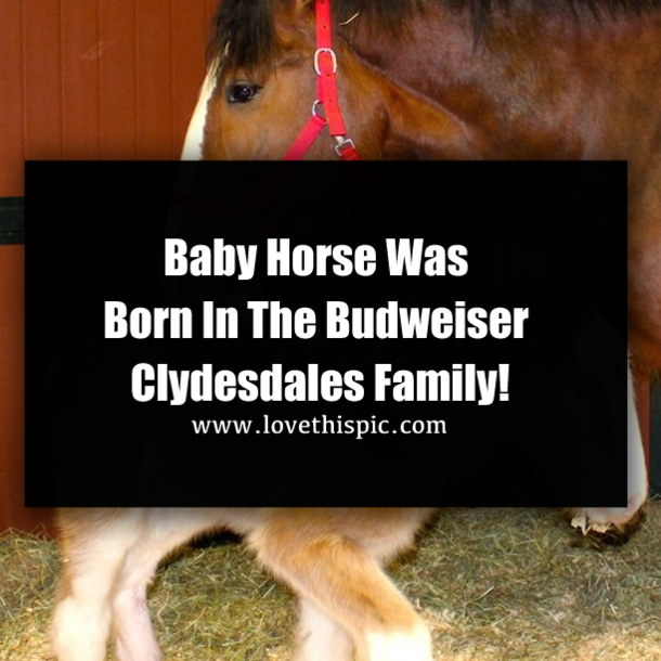 Baby Horse Was Born In The Budweiser Clydesdales Family!