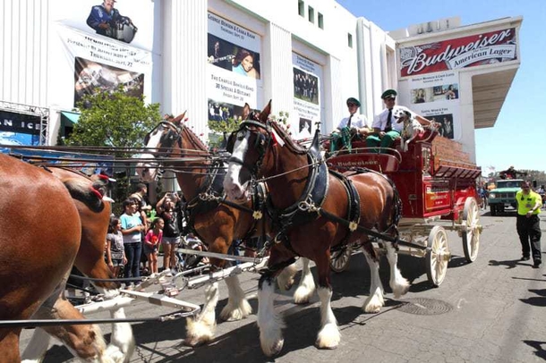 Baby Horse Was Born In The Budweiser Clydesdales Family! - picture 2