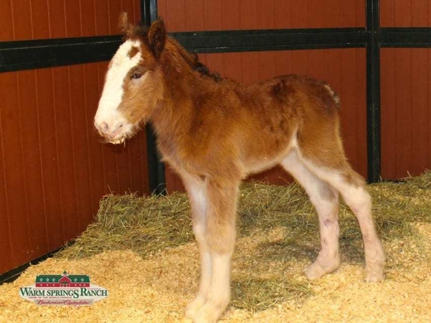 Baby Horse Was Born In The Budweiser Clydesdales Family! - picture 3