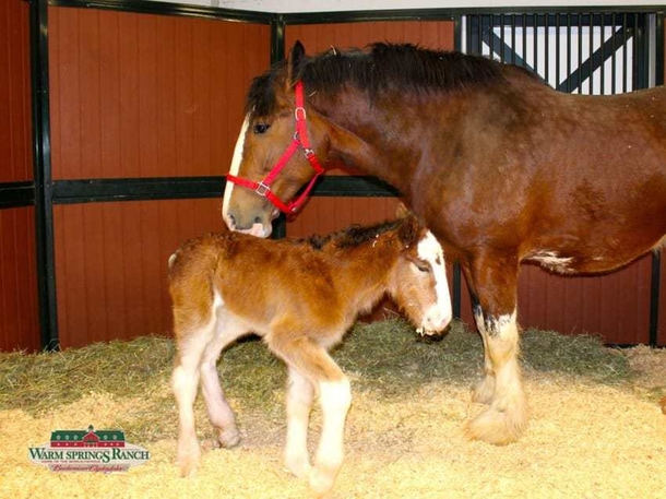 Baby Horse Was Born In The Budweiser Clydesdales Family! - picture 4