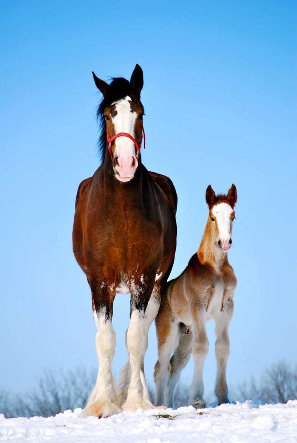 Baby Horse Was Born In The Budweiser Clydesdales Family! - picture 5