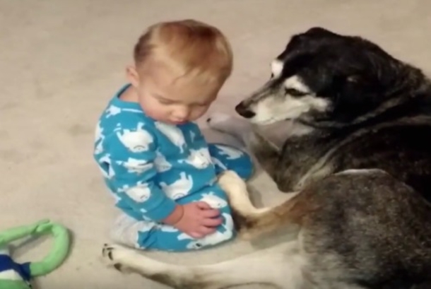 Baby Is So Sleepy, But It's His Pet Dog That Made Mom Race For The Camera - picture 2