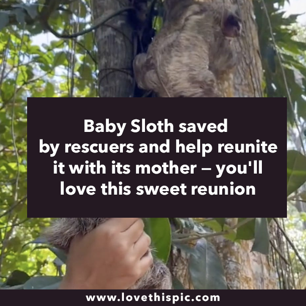 Baby Sloth saved by rescuers and help reunite it with its mother — you'll love this sweet reunion