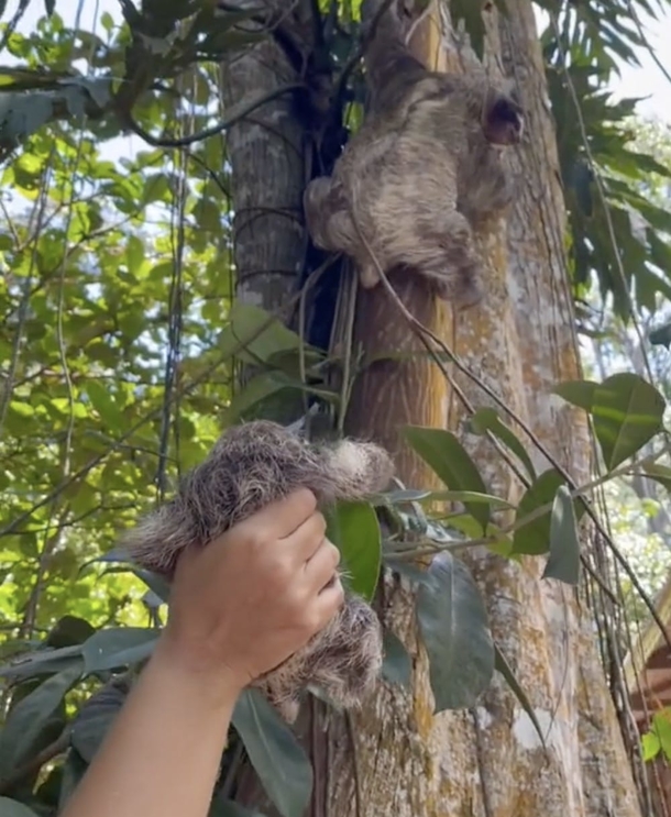 Baby Sloth saved by rescuers and help reunite it with its mother — you'll love this sweet reunion - picture 2