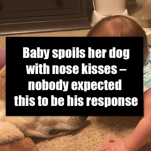 Baby spoils her dog with nose kisses – nobody expected this to be his response