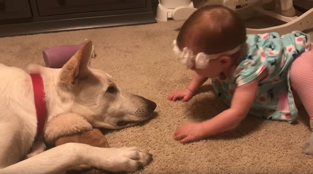 Baby spoils her dog with nose kisses – nobody expected this to be his response - picture 3