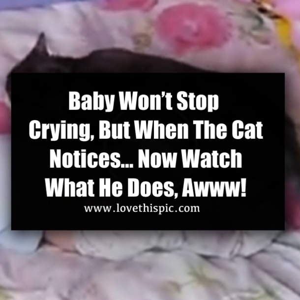 Baby Won’t Stop Crying, But When The Cat Notices… Now Watch What He Does, Awww!
