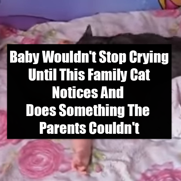 Baby Wouldn't Stop Crying Until This Family Cat Notices And Does Something The Parents Couldn't