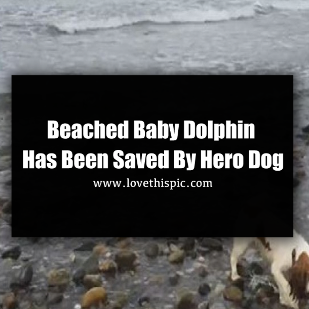 Beached Baby Dolphin Has Been Saved By Hero Dog