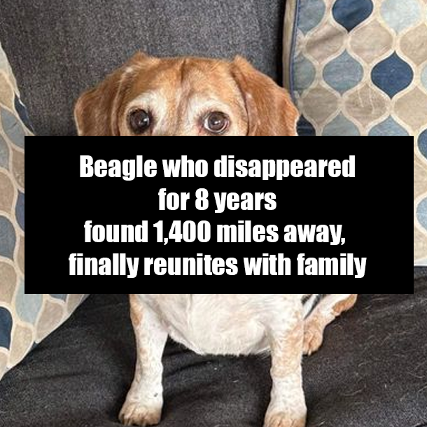 Beagle who disappeared for 8 years found 1,400 miles away, finally reunites with family