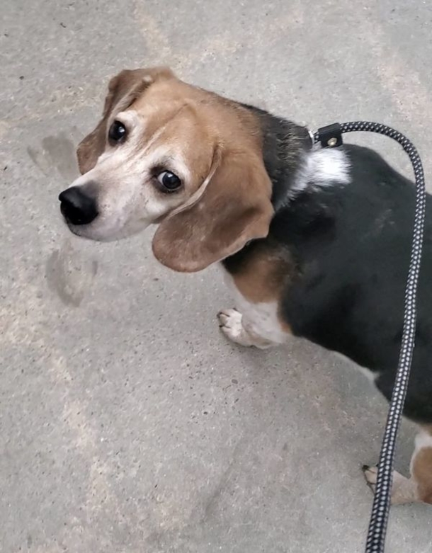 Beagle who disappeared for 8 years found 1,400 miles away, finally reunites with family - picture 2