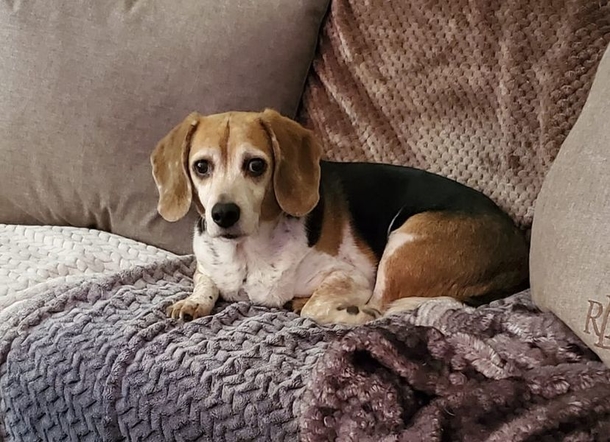 Beagle who disappeared for 8 years found 1,400 miles away, finally reunites with family - picture 3