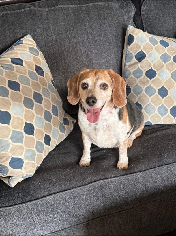 Beagle who disappeared for 8 years found 1,400 miles away, finally reunites with family - picture 5