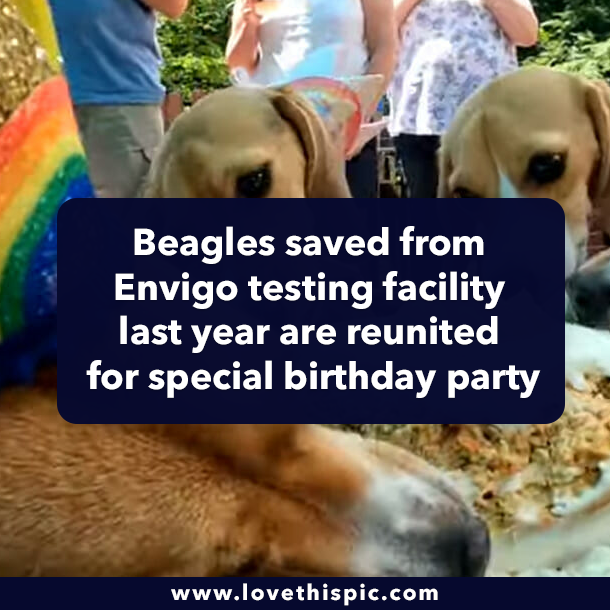 Beagles saved from Envigo testing facility last year are reunited for special birthday party