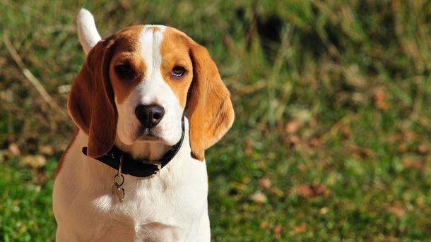 Beagles saved from Envigo testing facility last year are reunited for special birthday party - picture 2