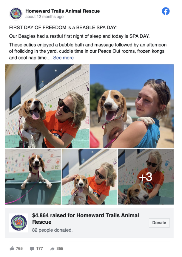 Beagles saved from Envigo testing facility last year are reunited for special birthday party - picture 4