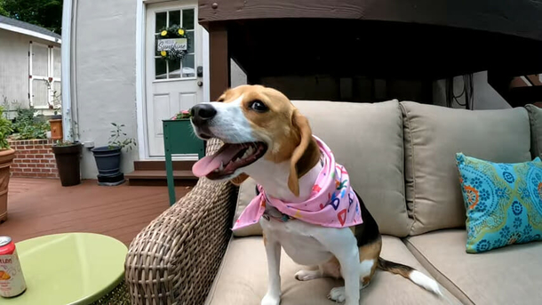 Beagles saved from Envigo testing facility last year are reunited for special birthday party - picture 5