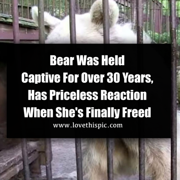 Bear Was Held Captive For Over 30 Years, Has Priceless Reaction When She's Finally Freed