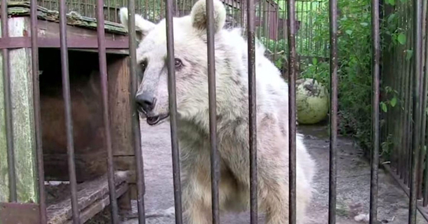 Bear Was Held Captive For Over 30 Years, Has Priceless Reaction When She's Finally Freed - picture 2