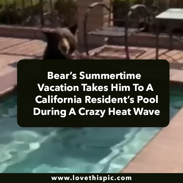 Bear’s Summertime Vacation Takes Him To A California Resident’s Pool During A Crazy Heat Wave