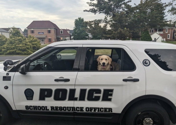 Beautiful campus support K9 gets his own picture in the school yearbook - picture 2