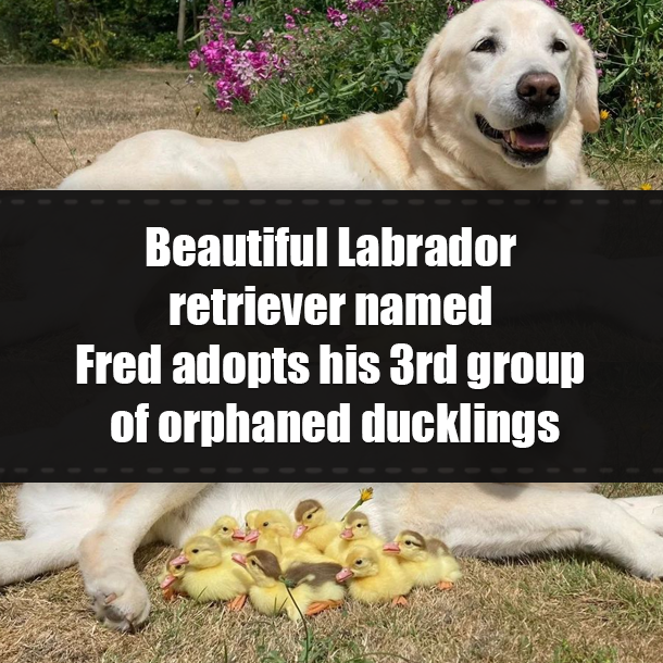 Beautiful Labrador retriever named Fred adopts his 3rd group of orphaned ducklings