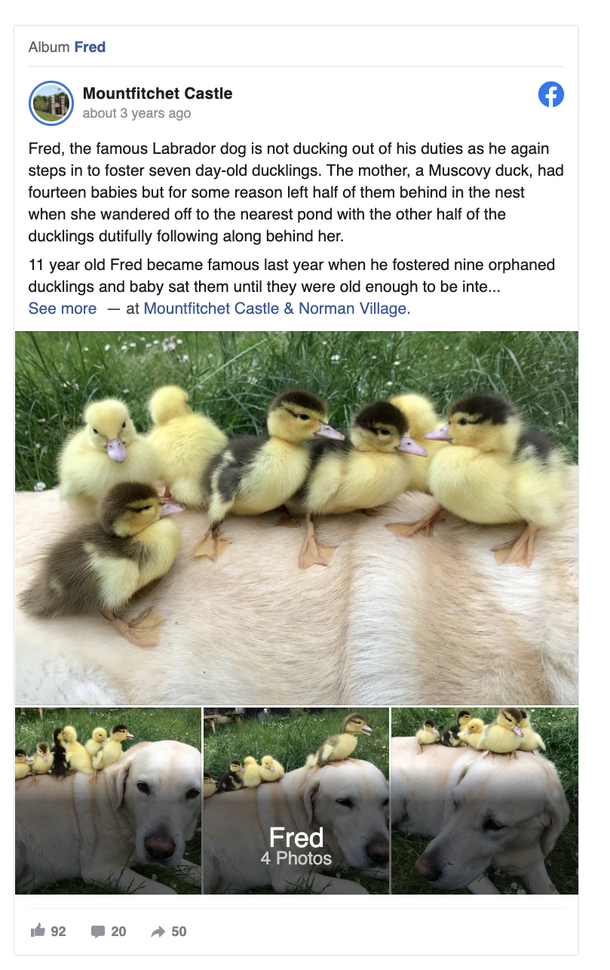 Beautiful Labrador retriever named Fred adopts his 3rd group of orphaned ducklings - picture 2