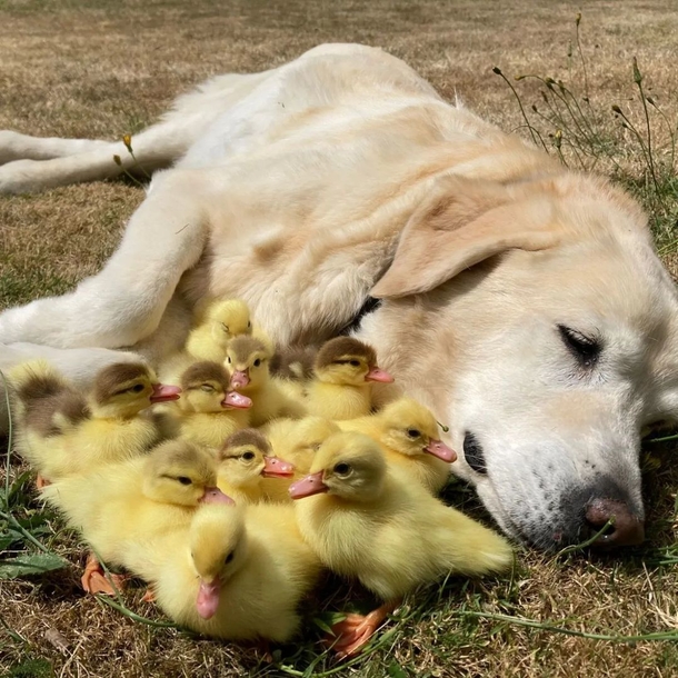 Beautiful Labrador retriever named Fred adopts his 3rd group of orphaned ducklings - picture 3